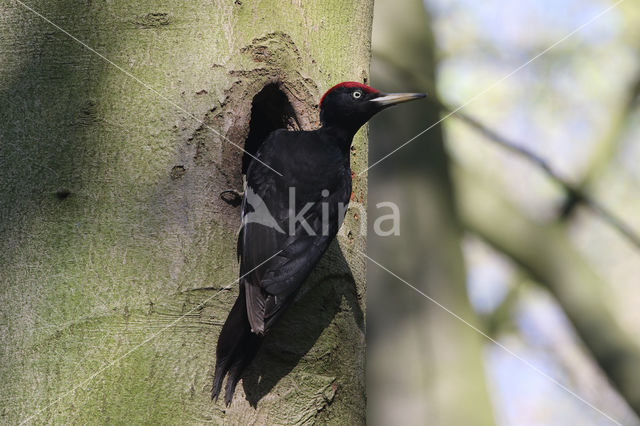 Black Woodpecker (Dryocopus martius)