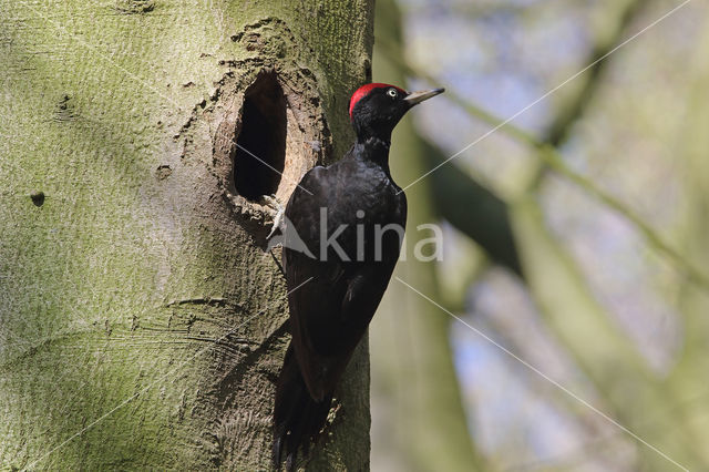 Black Woodpecker (Dryocopus martius)