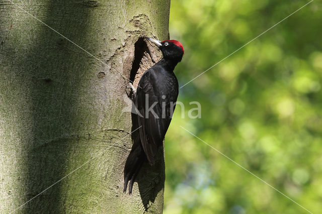 Black Woodpecker (Dryocopus martius)