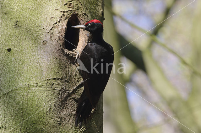 Black Woodpecker (Dryocopus martius)