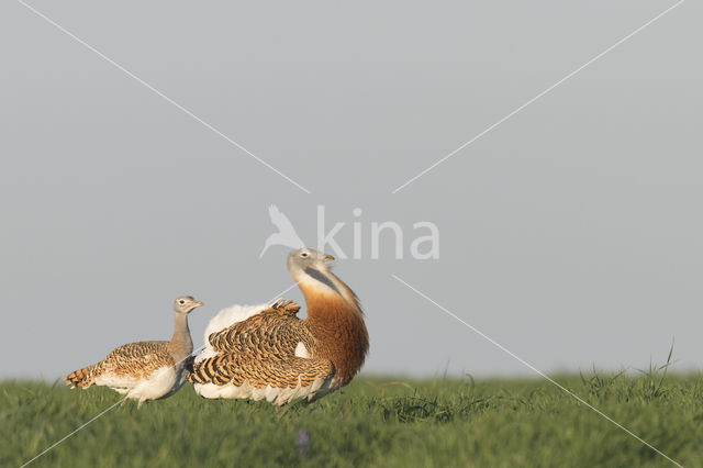 Great Bustard (Otis tarda)