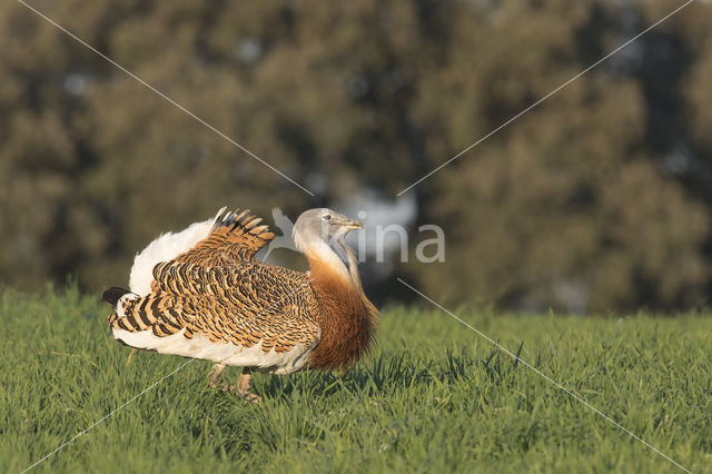 Great Bustard (Otis tarda)