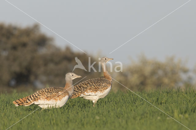 Great Bustard (Otis tarda)