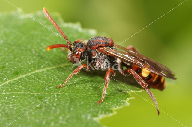 Gewone dubbeltand (Nomada ruficornis)