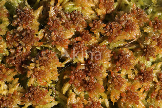 Gewoon veenmos (Sphagnum palustre)