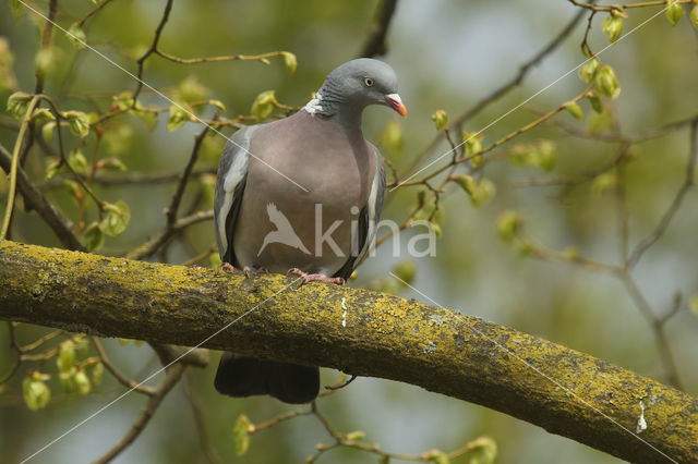 Houtduif (Columba palumbus)