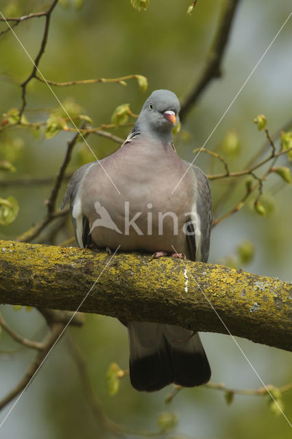 Houtduif (Columba palumbus)