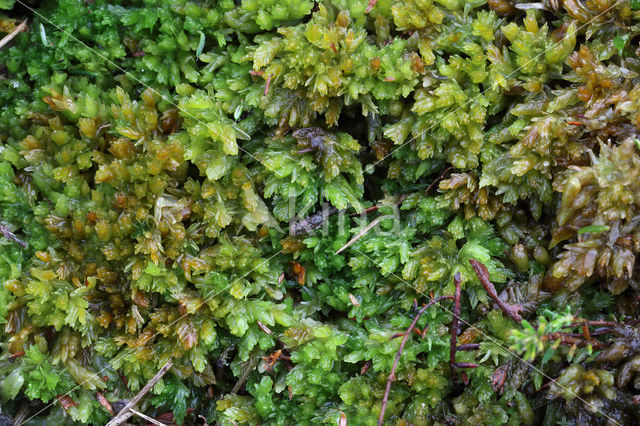 kussentjes veenmos (sphagnum compactum)