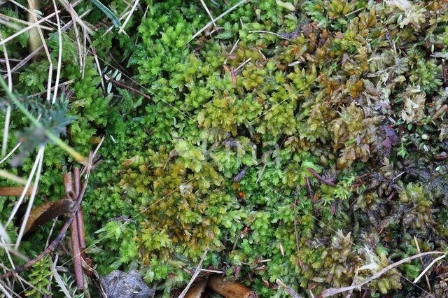 kussentjes veenmos (sphagnum compactum)