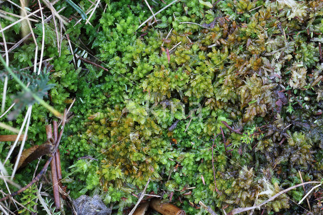 kussentjes veenmos (sphagnum compactum)