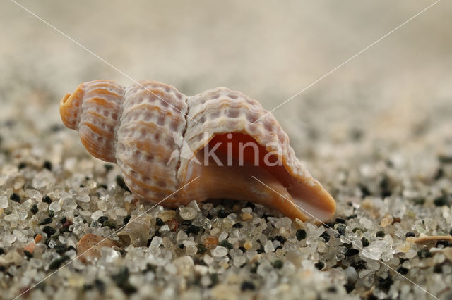 Prickly Spindle-shell (Trophon muricatus)