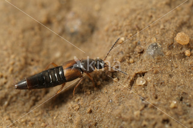 Oxypoda acuminata