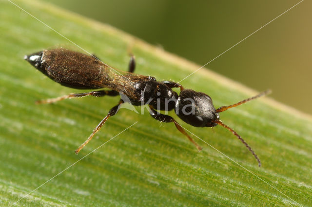 Bethylus fuscicornis