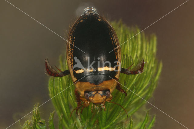 Hydaticus transversalis