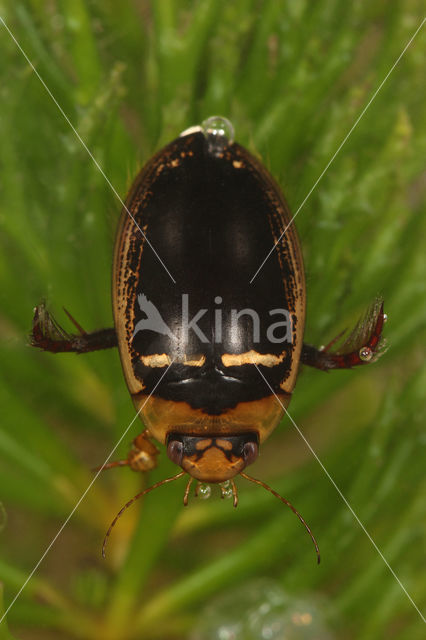 Hydaticus transversalis