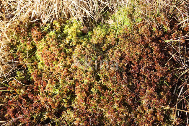 Papillose Bog-moss (Sphagnum papillosum)