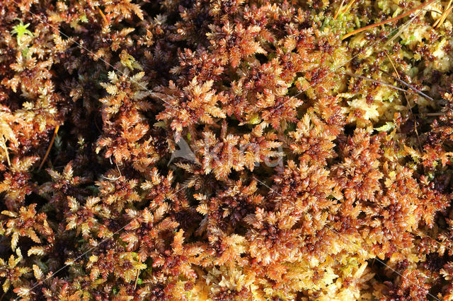 Papillose Bog-moss (Sphagnum papillosum)