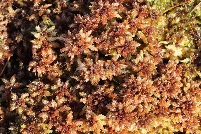 Papillose Bog-moss (Sphagnum papillosum)