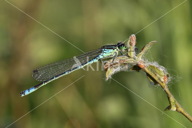 Irish Damselfly (Coenagrion lunulatum)