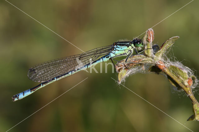 Irish Damselfly (Coenagrion lunulatum)