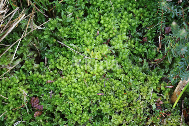 kussentjes veenmos (sphagnum compactum)