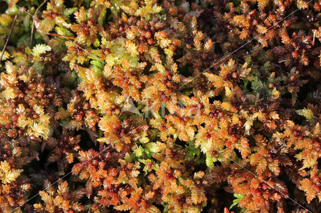 Blunt-leaved Bog-moss (Sphagnum palustre)