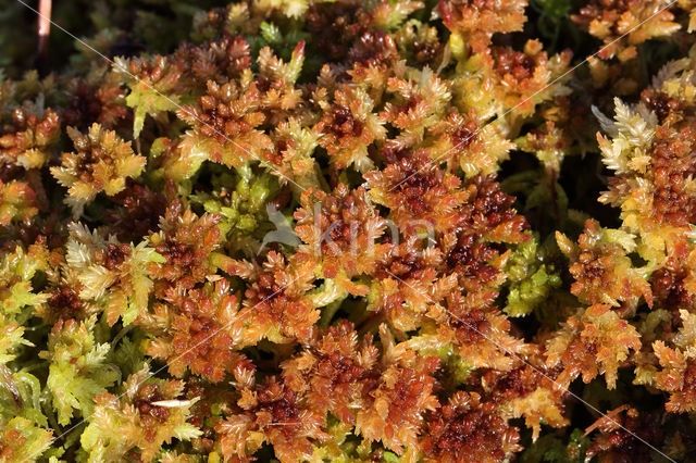 Blunt-leaved Bog-moss (Sphagnum palustre)