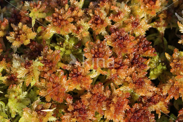 Blunt-leaved Bog-moss (Sphagnum palustre)