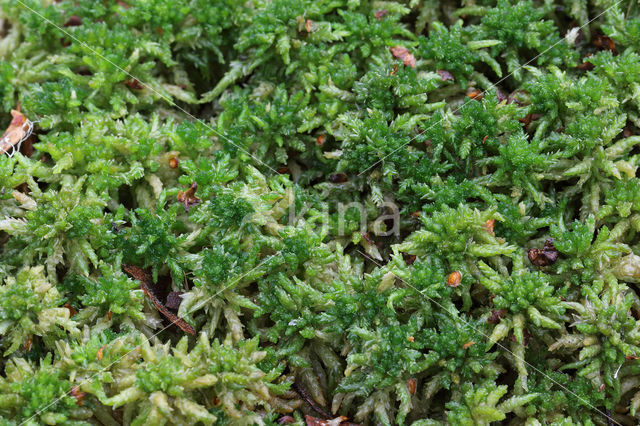 Blunt-leaved Bog-moss (Sphagnum palustre)