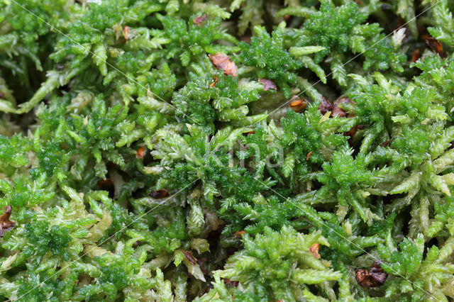 Blunt-leaved Bog-moss (Sphagnum palustre)