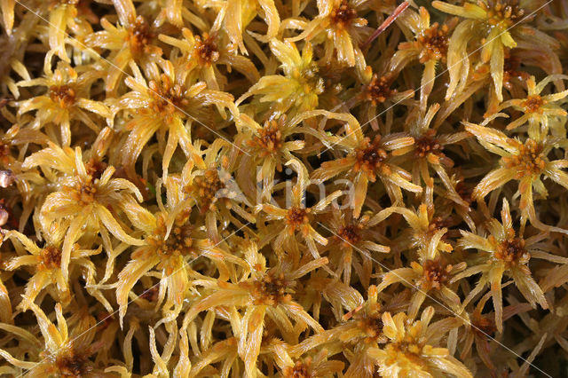 Fraai veenmos (Sphagnum fallax)