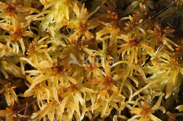 Fraai veenmos (Sphagnum fallax)