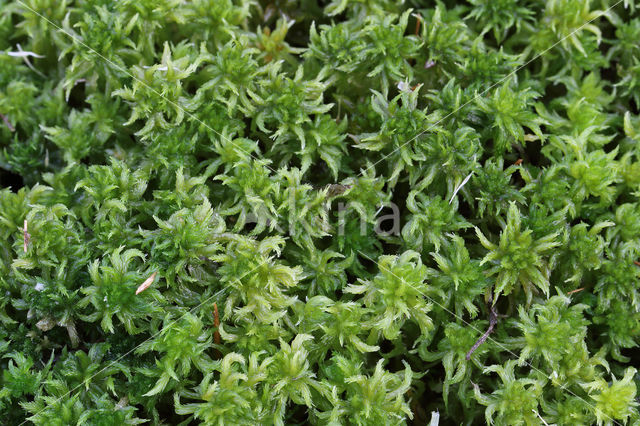 Geoord veenmos (Sphagnum denticulatum)