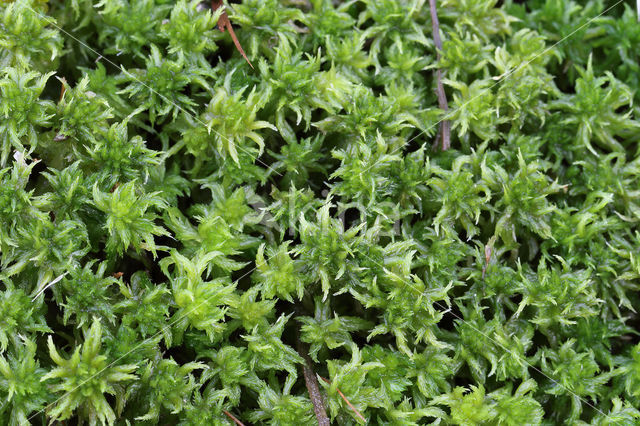 Geoord veenmos (Sphagnum denticulatum)