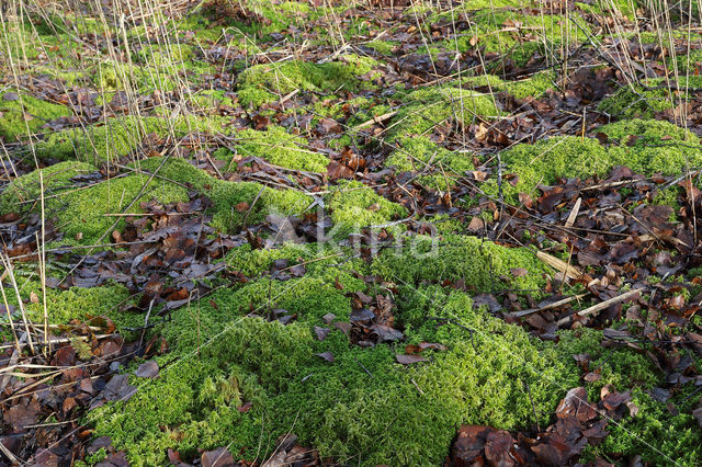 Gewimperd veenmos (Sphagnum fimbriatum)