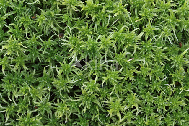 Gewimperd veenmos (Sphagnum fimbriatum)