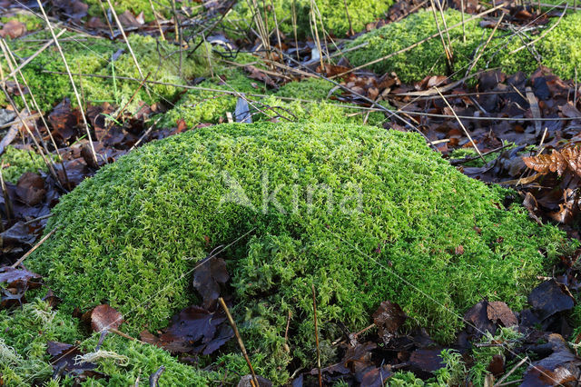 Gewimperd veenmos (Sphagnum fimbriatum)