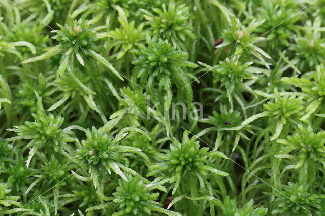 Gewimperd veenmos (Sphagnum fimbriatum)