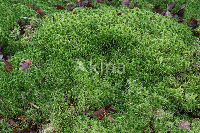 Gewimperd veenmos (Sphagnum fimbriatum)