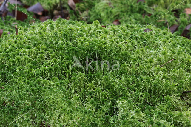 Gewimperd veenmos (Sphagnum fimbriatum)