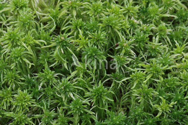 Gewimperd veenmos (Sphagnum fimbriatum)