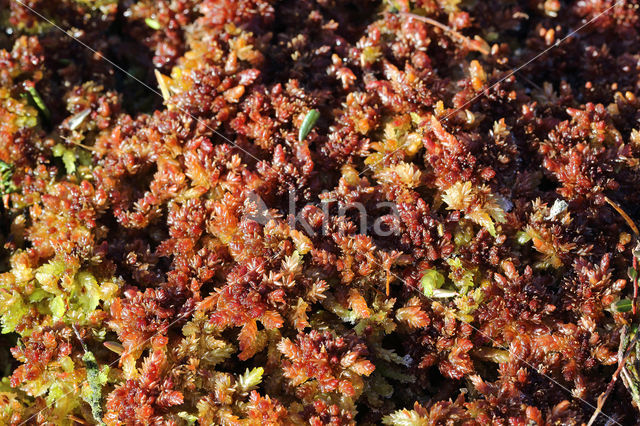 hoogveen veenmos (sphagnum magellanicum)