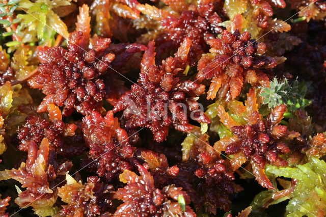 hoogveen veenmos (sphagnum magellanicum)