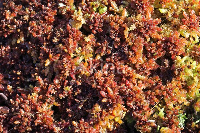 sphagnum magellanicum