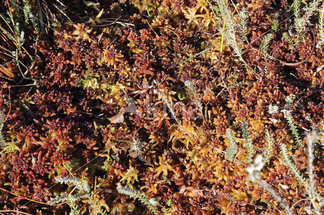 hoogveen veenmos (sphagnum magellanicum)