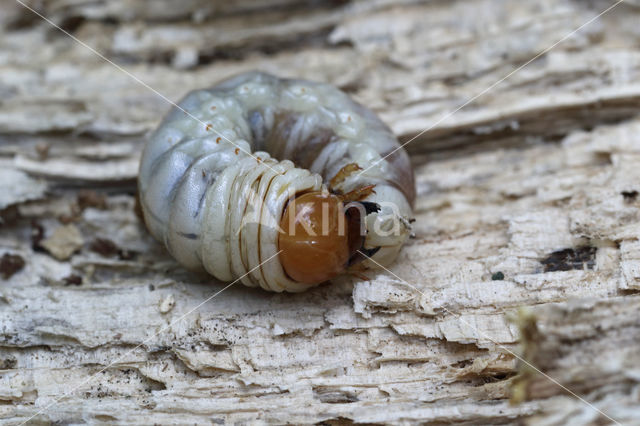 Klein vliegend hert (Dorcus parallelipipedus)