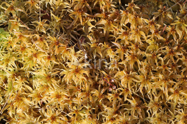 Flat-topped Bog-moss (Sphagnum fallax)