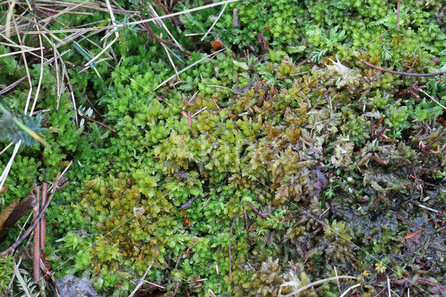 kussentjes veenmos (sphagnum compactum)