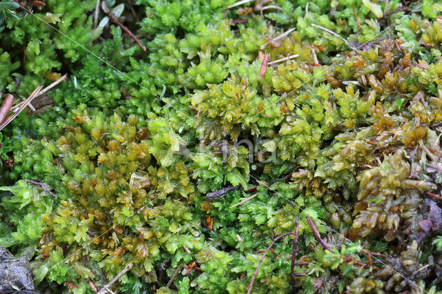 kussentjes veenmos (sphagnum compactum)