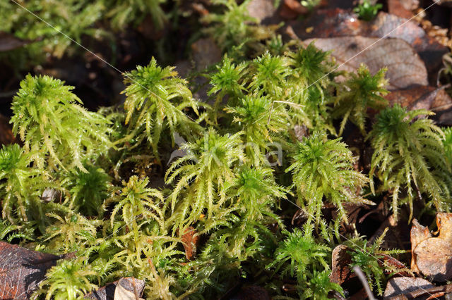 Spiky Bog-moss (Sphagnum squarrosum)